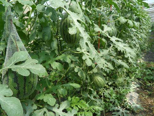 �H���t������